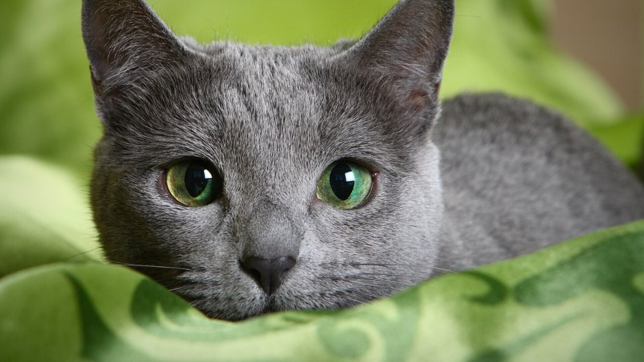 Шартрез кошка черная