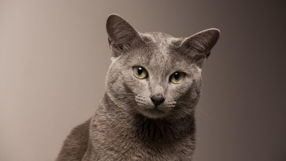 Русская голубая кошка