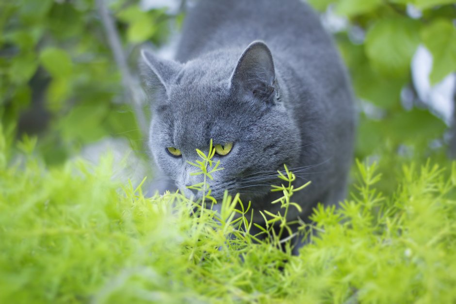 Русская голубая кошка