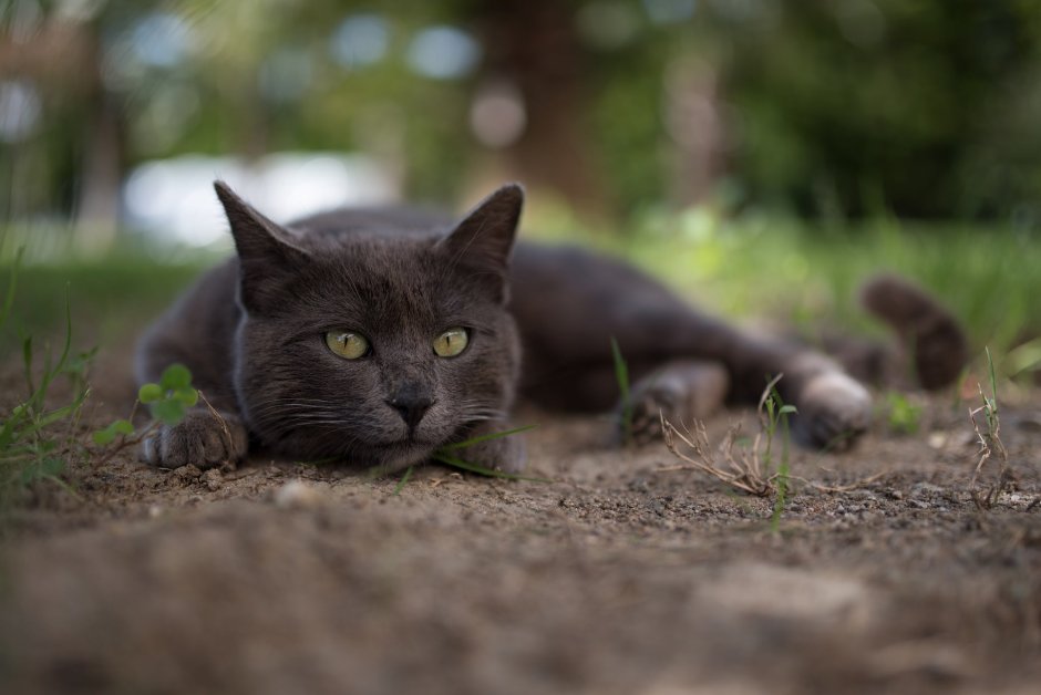 Коричневый кот беспородный
