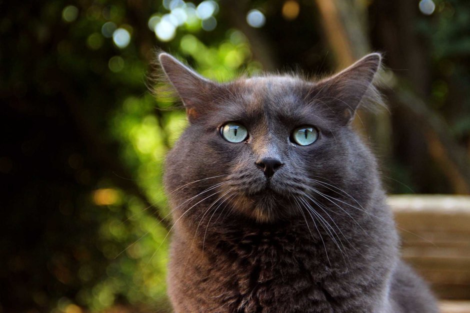 Серая дымчатая кошка