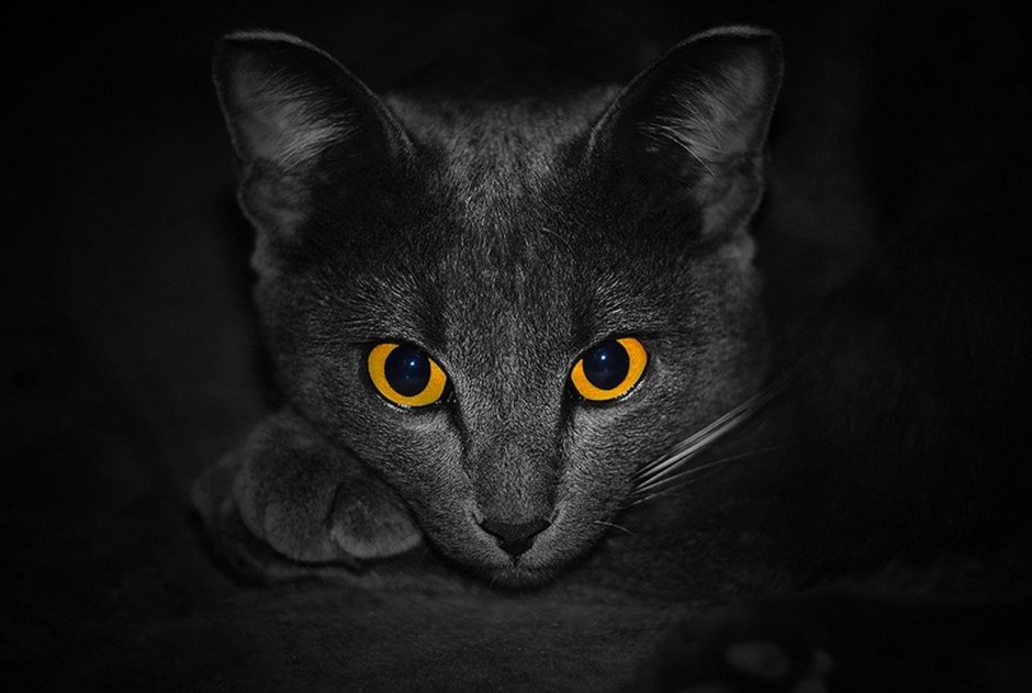 Серые коты на черном фоне