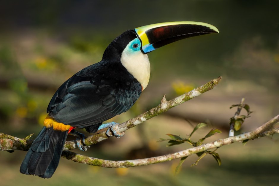 Ramphastos tucanus