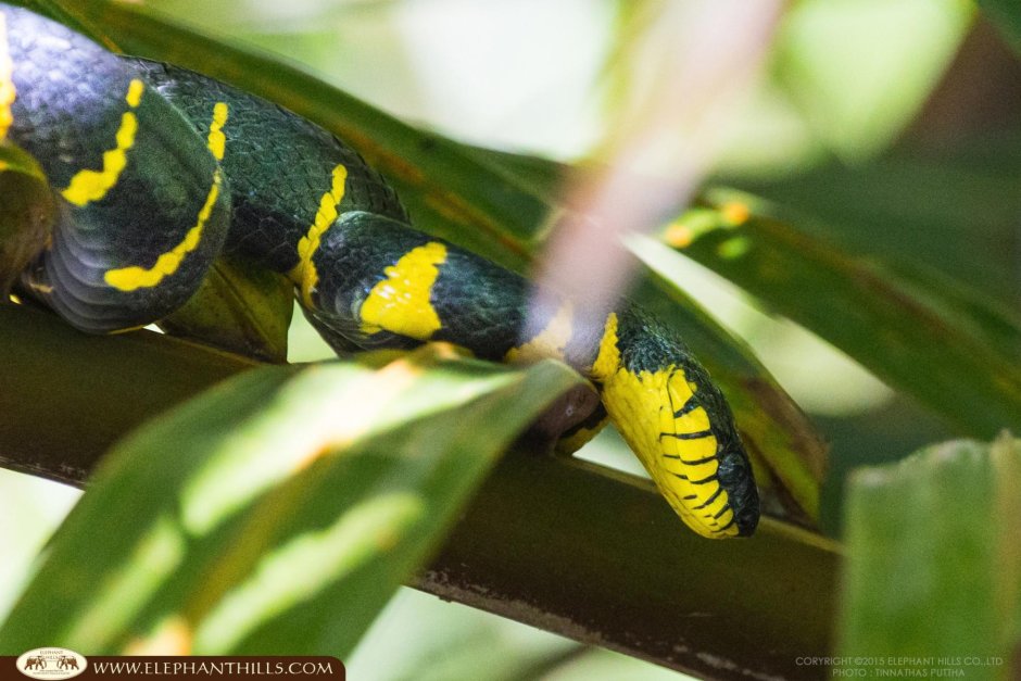 Mangrove Snake