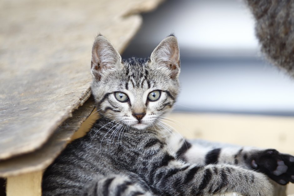 Котята табби