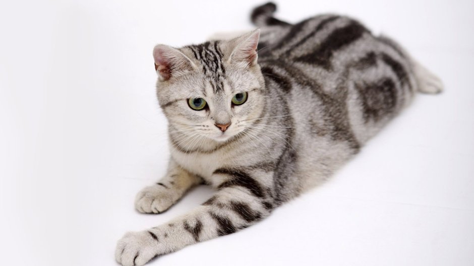 Британский короткошерстный кот полосатый