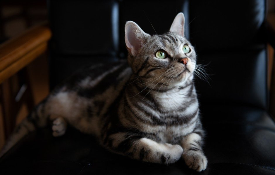 Британская кошка полосатая