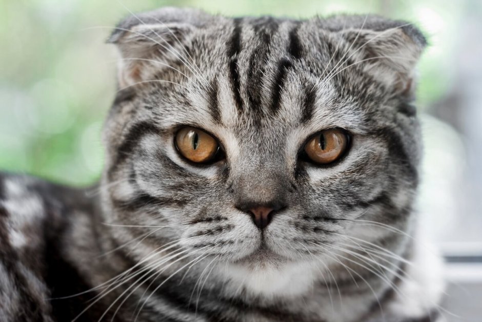 Шотландский вислоухий кот полосатый серый