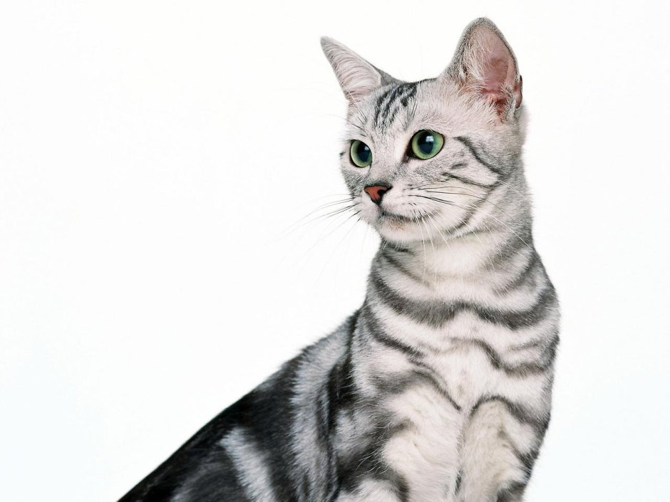 Американская короткошерстная кошка табби