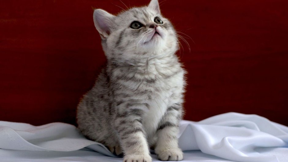 Скоттиш страйт серый котенок