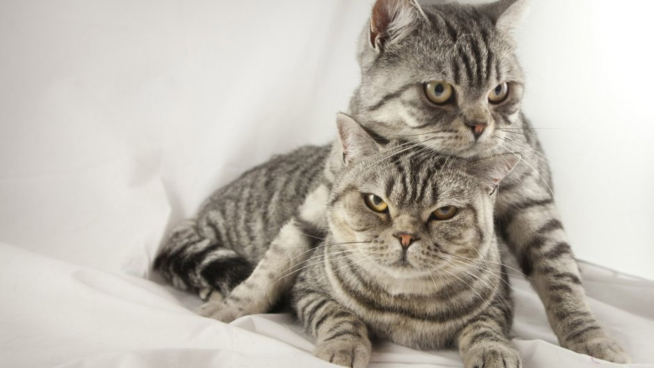 Кот и кошка