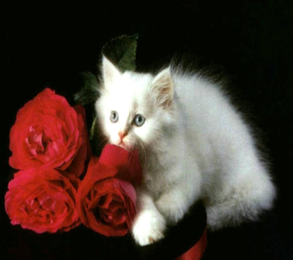Розы и котенок