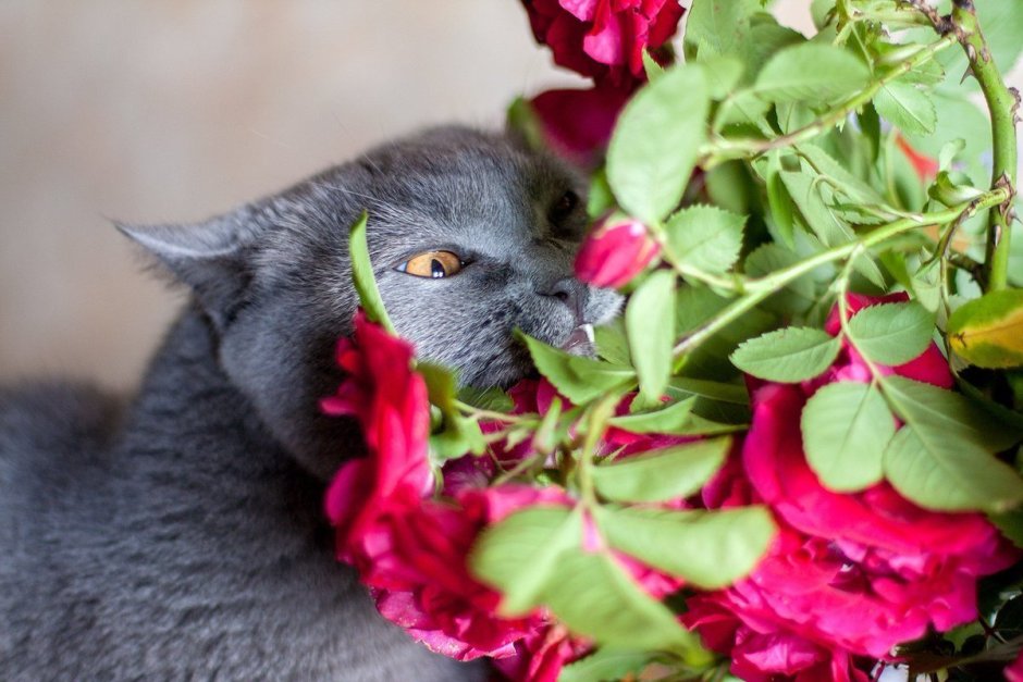 Кошки с розами