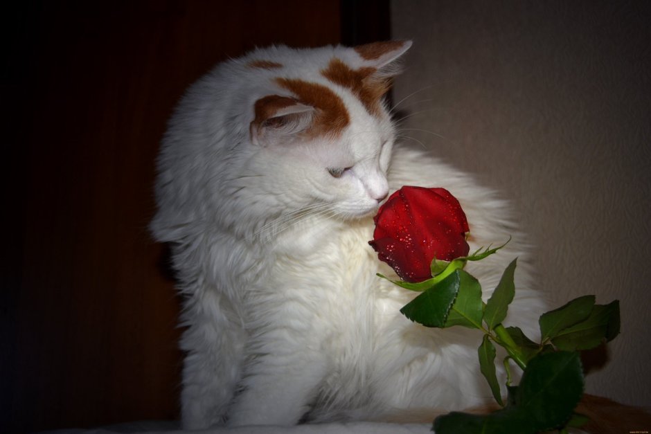 Белая кошка с розой