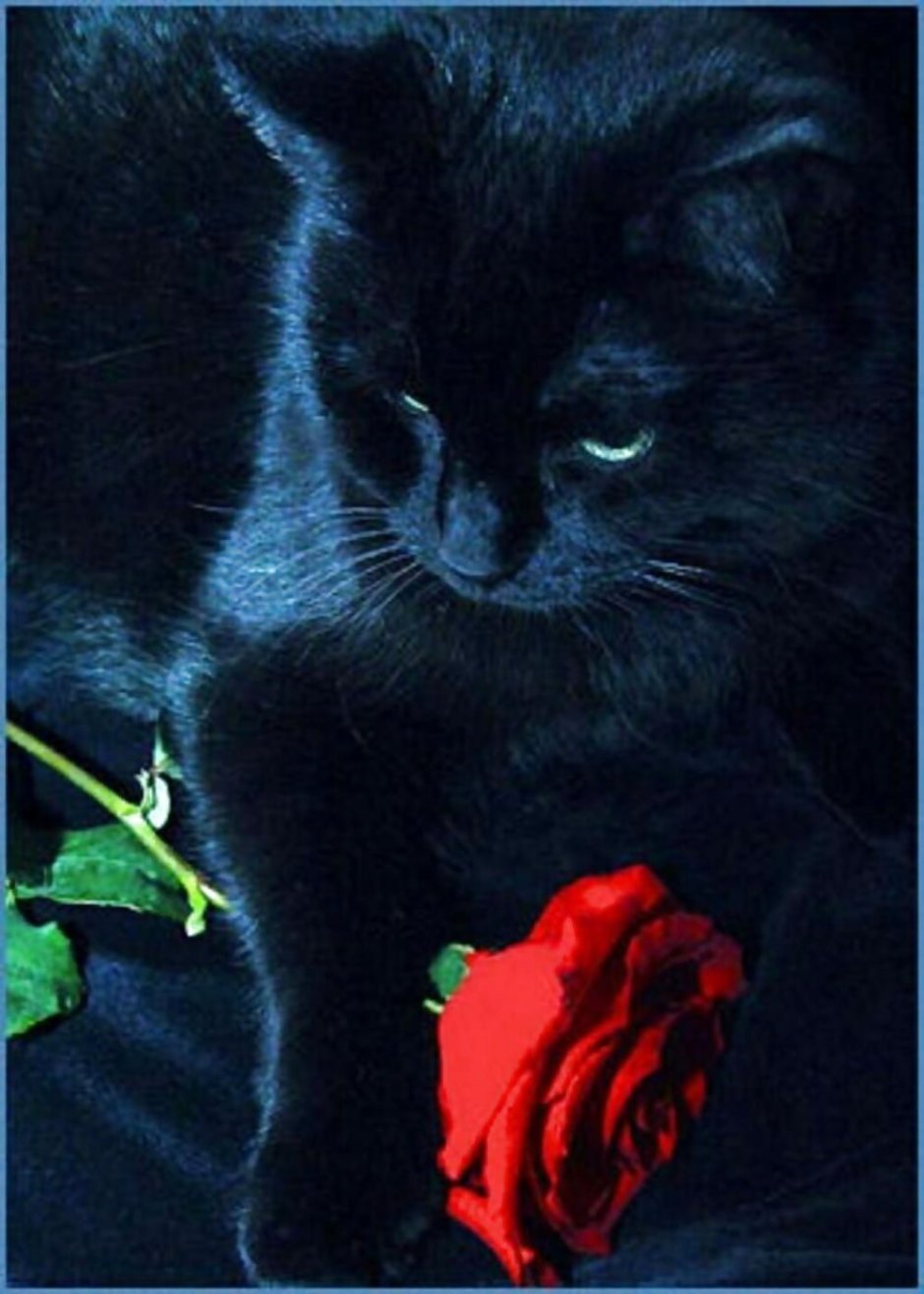 Котик с розой