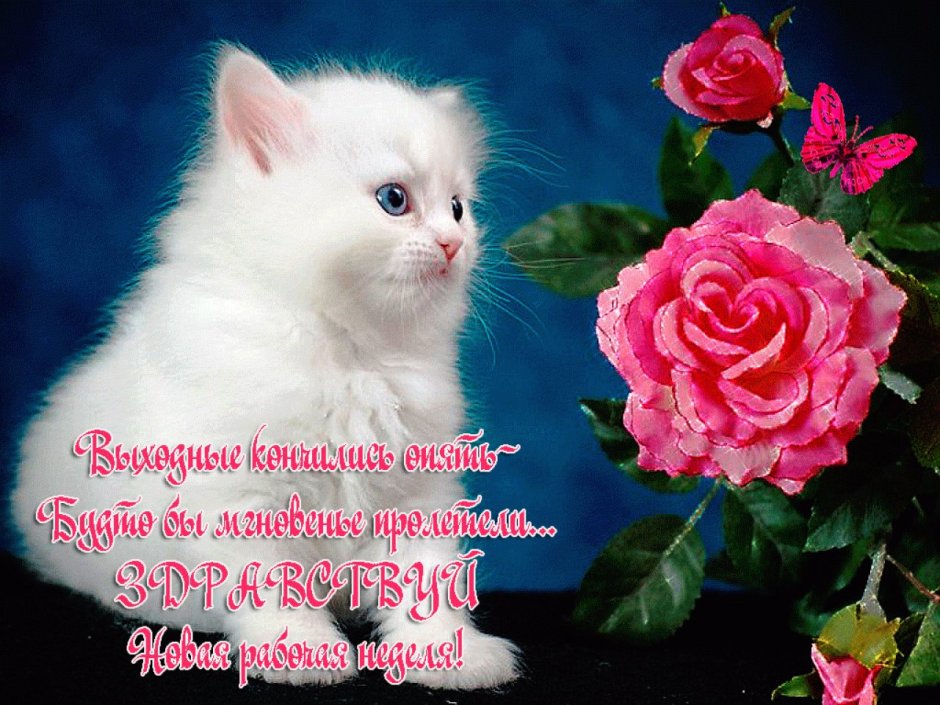 Белый котенок с цветами