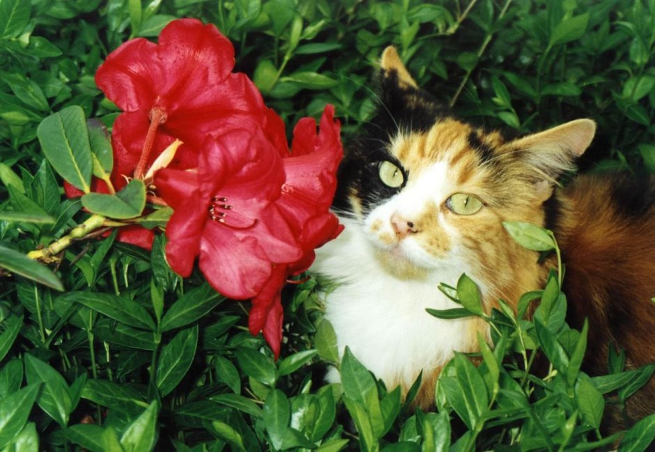 Кошка с цветами