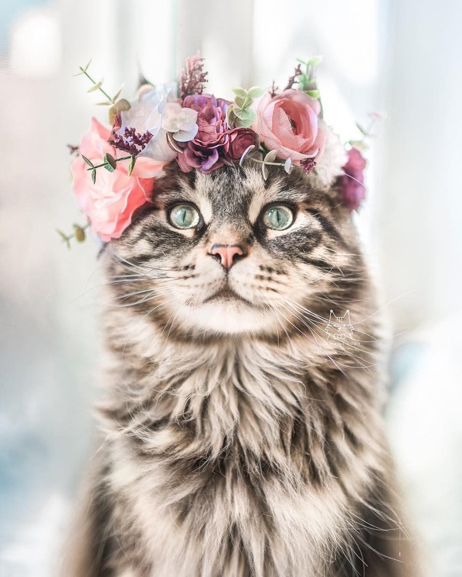 Кошка с венком на голове