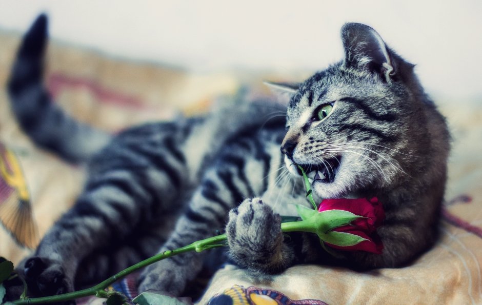 Кот с цветком в лапах