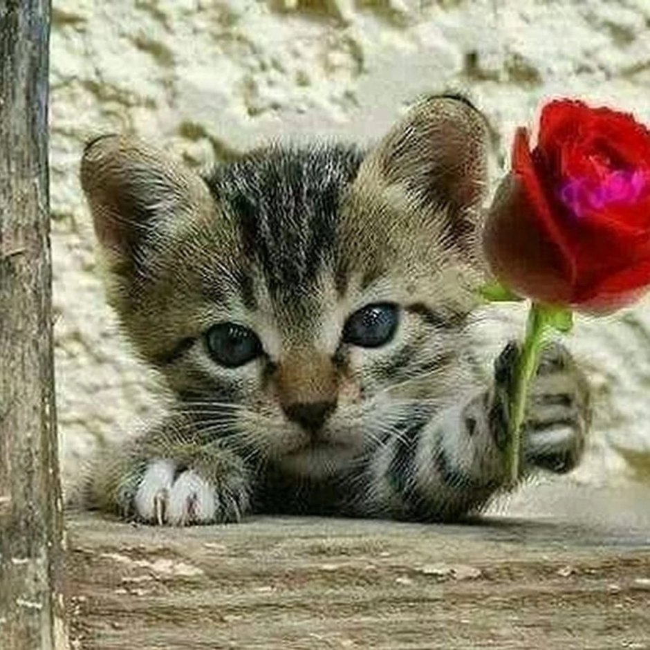 Котик с розой