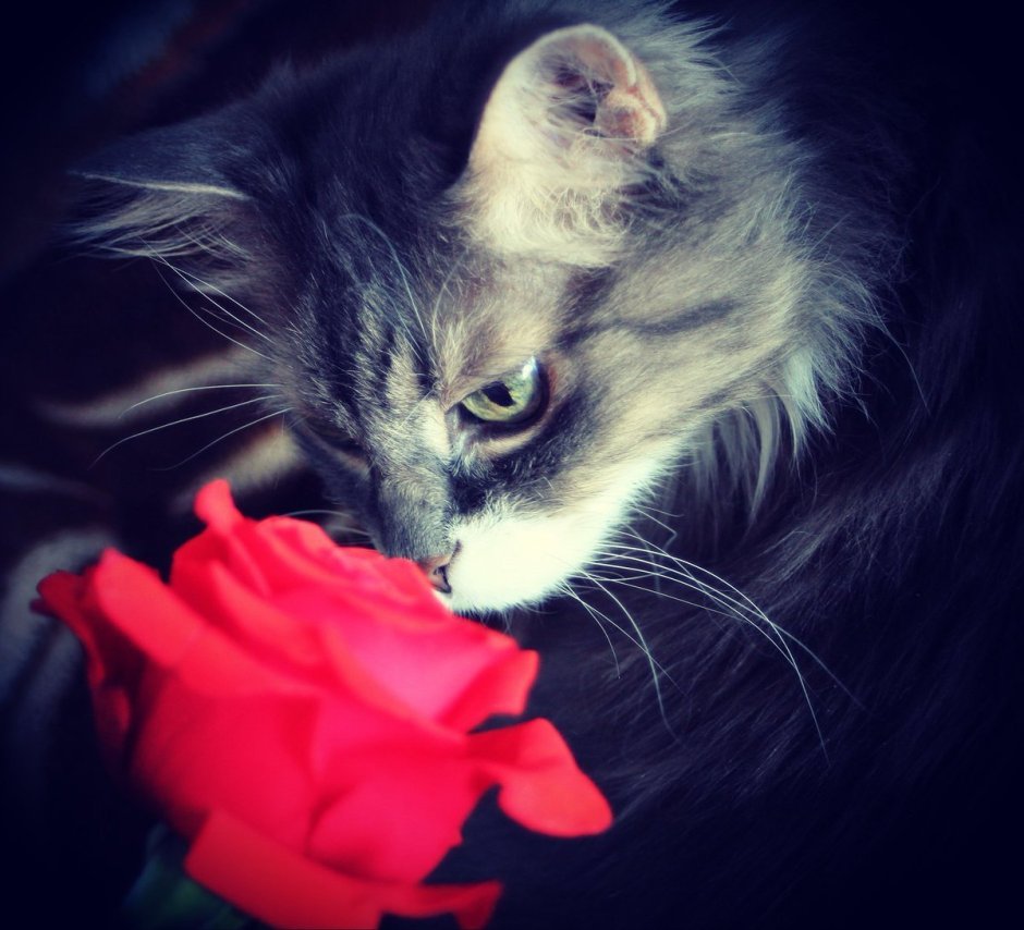Кот с розой в зубах
