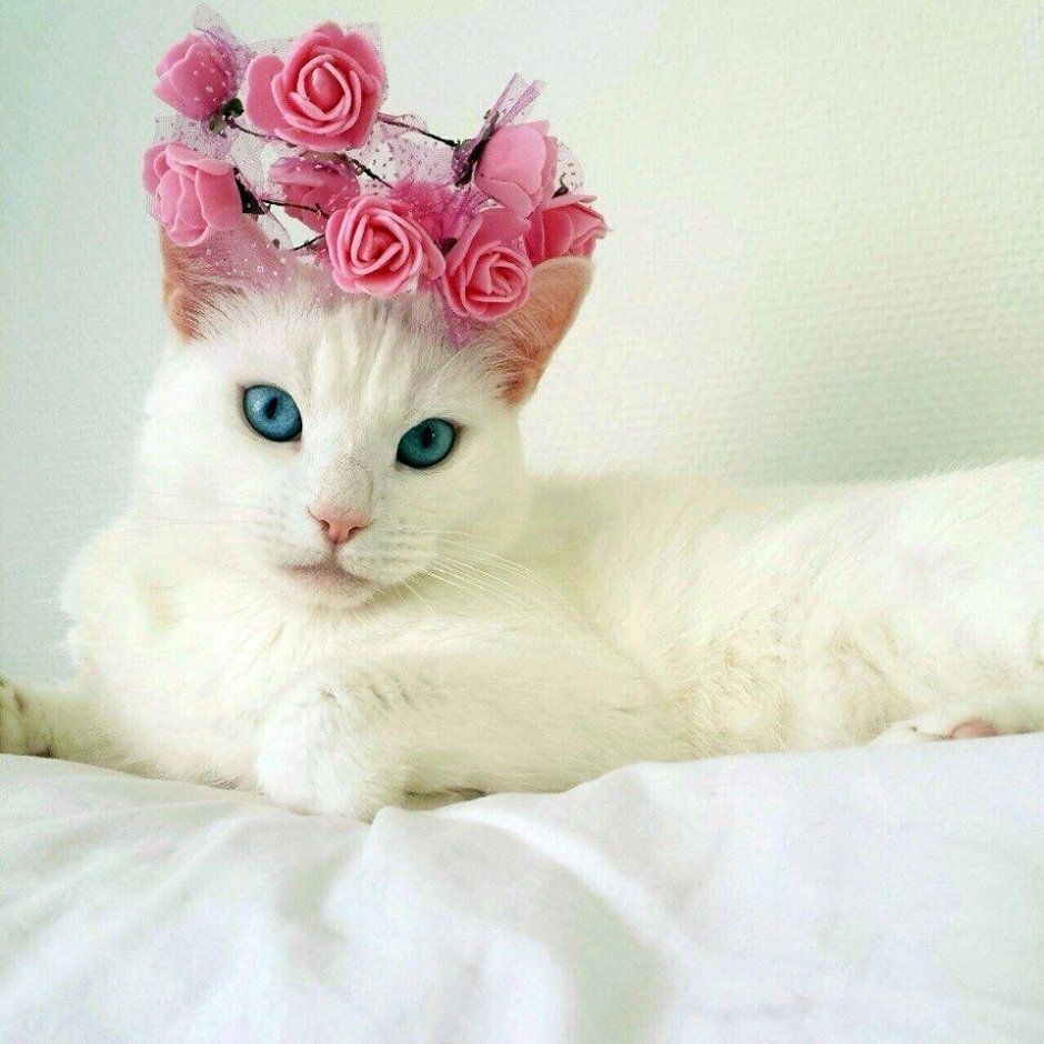 Розовый котик