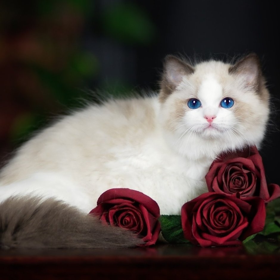 Милые котята с розами