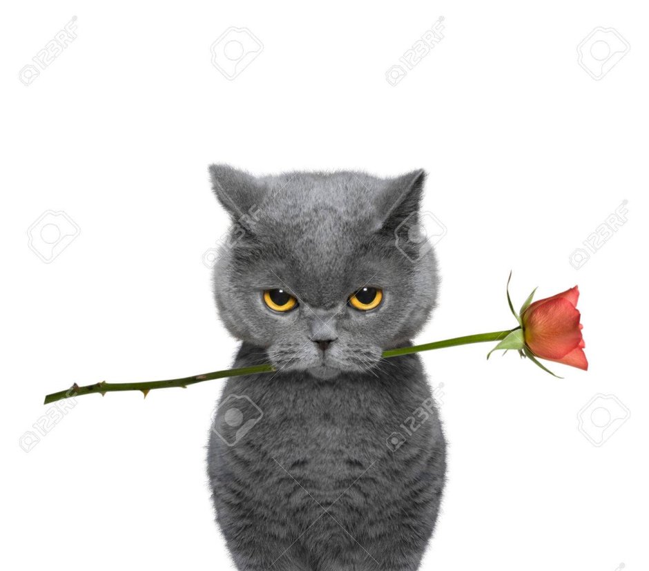 Котик с розой в зубах