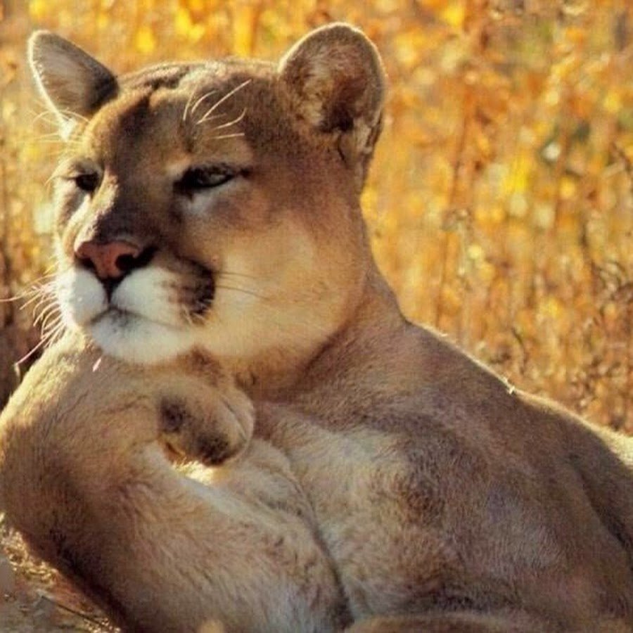 Гордая кошка