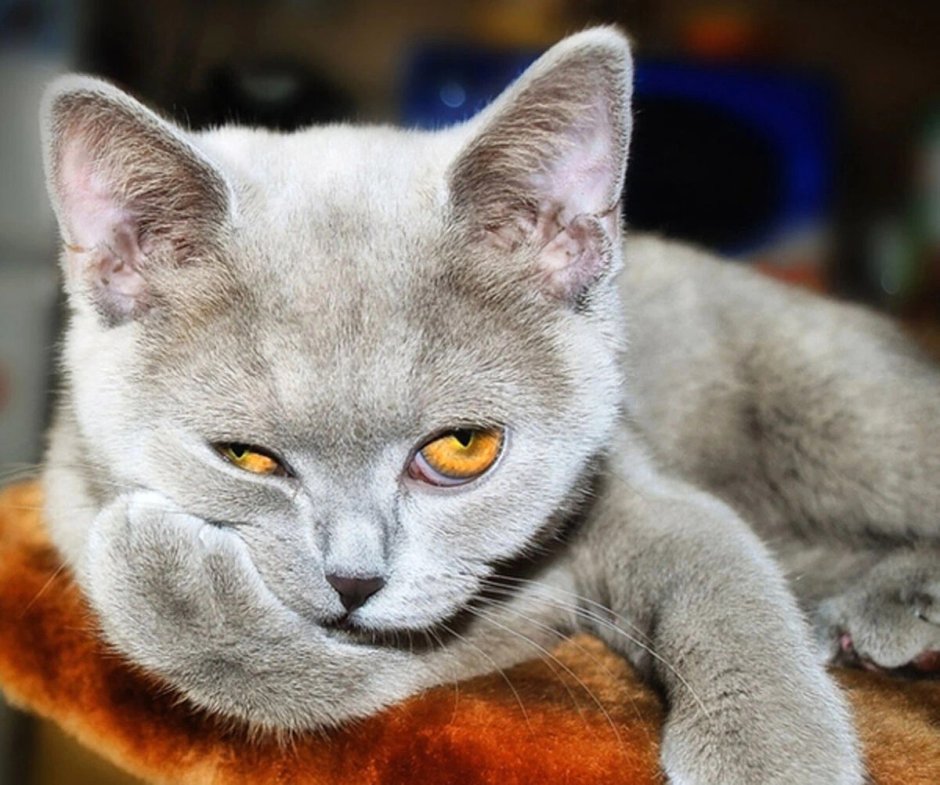 Высокомерная кошка
