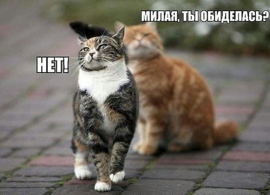 Кот обернулся