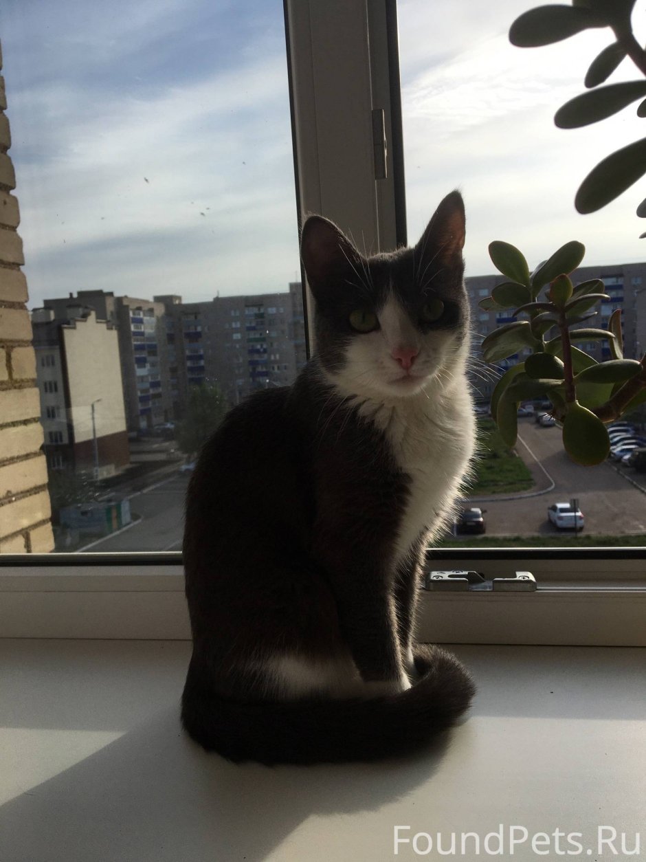 Серьезный кот