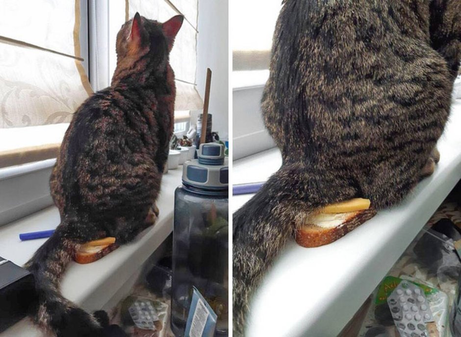 Кот мстит