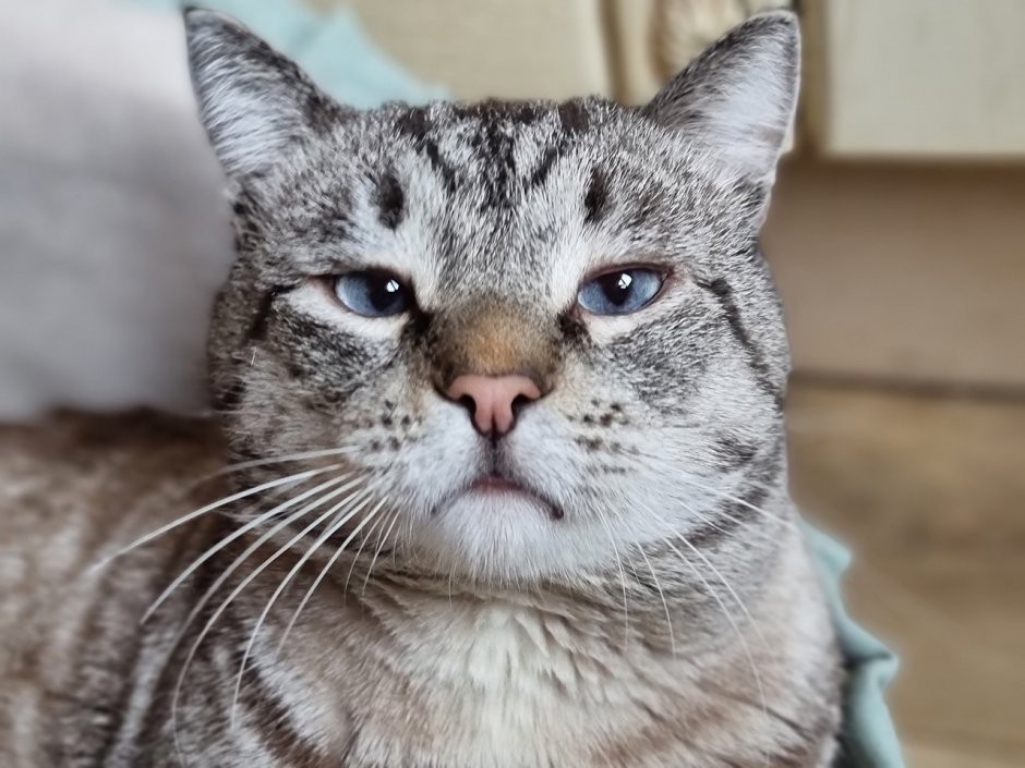 Кот сапфир