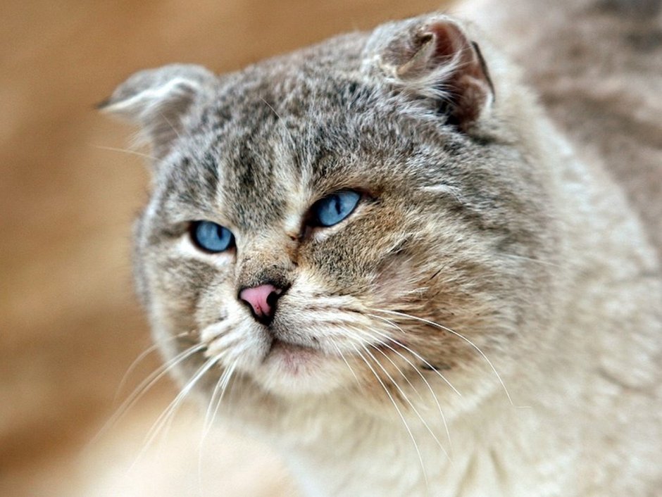 Характер кота