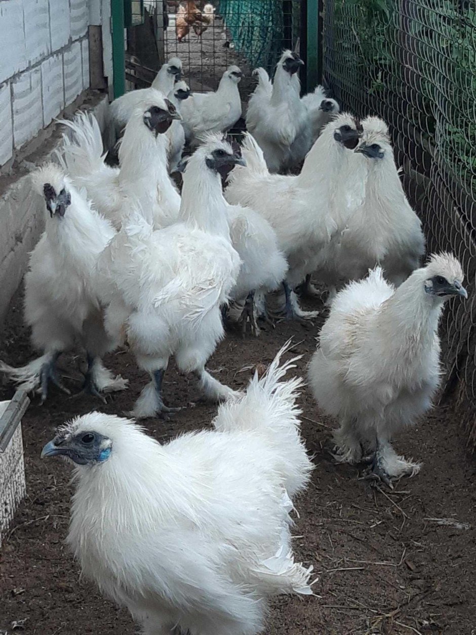 Лакеданзи и Ухейилюй