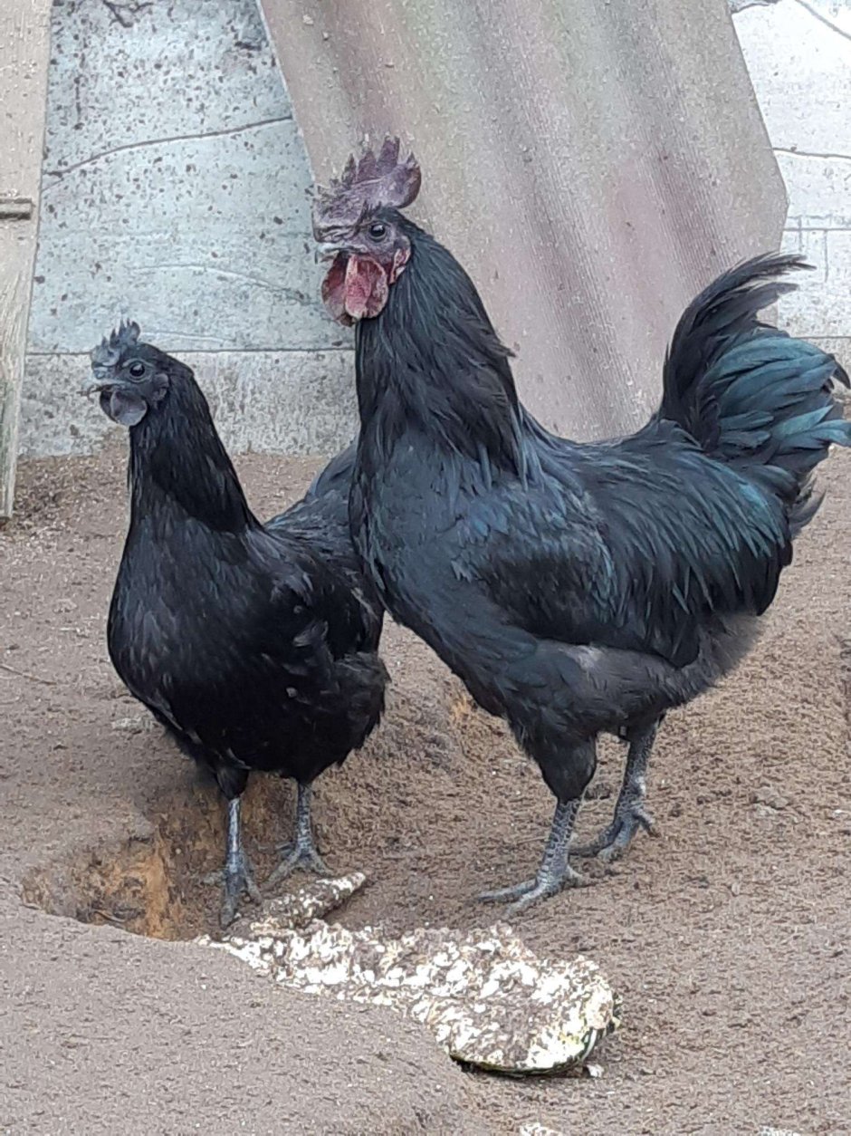 Лакеданзи и Ухейилюй