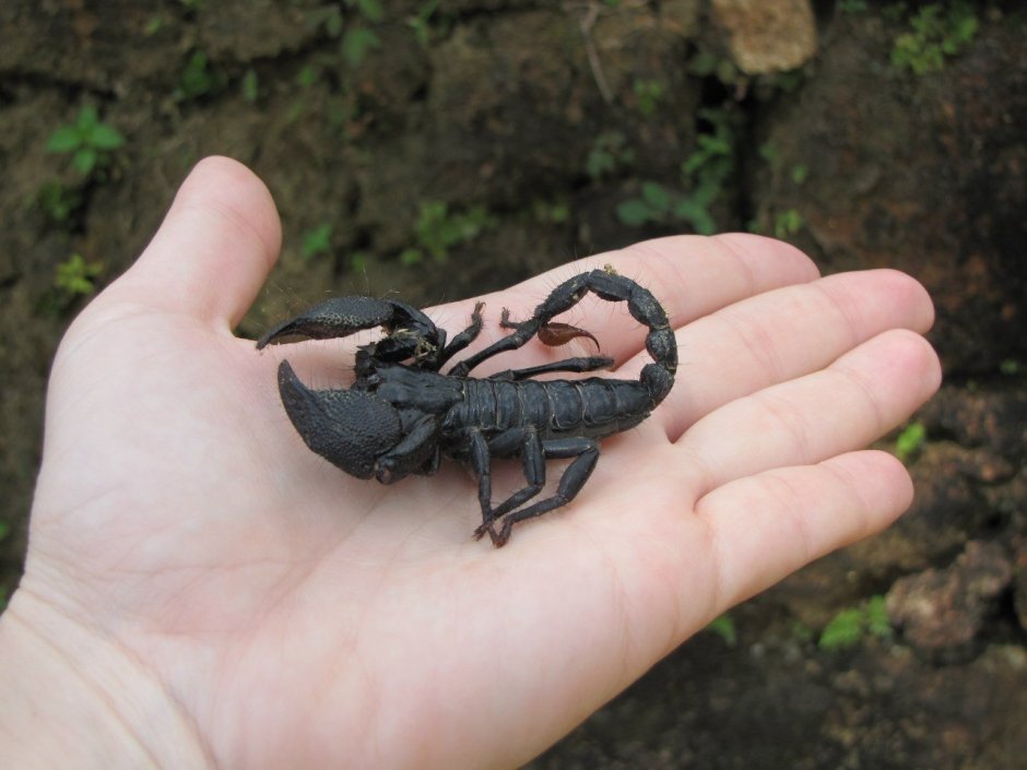 Скорпионы в Абхазии
