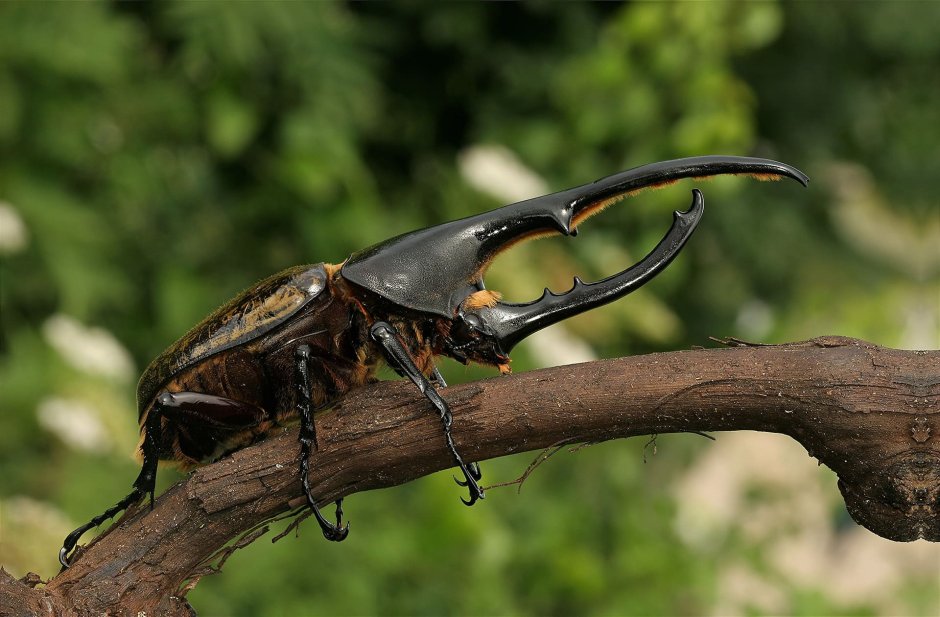 Жук Геркулес