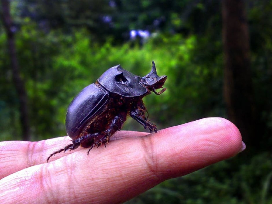 Плотоядные жуки скарабеи