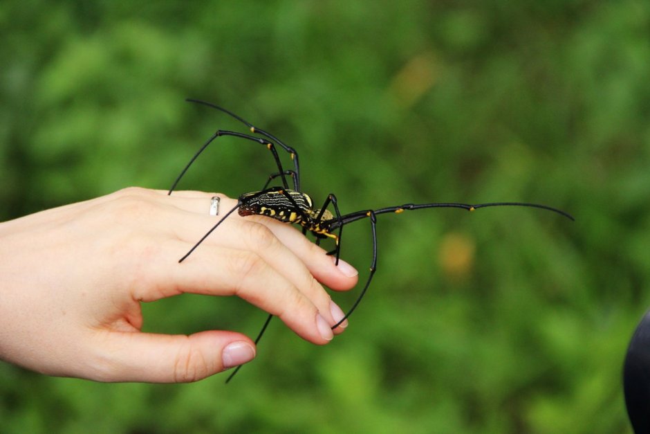 Ядовитые насекомые Абхазии