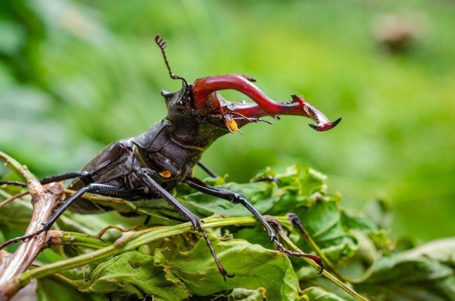 Жук кобылка