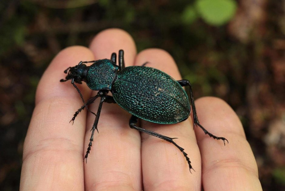 Хамамный Жук