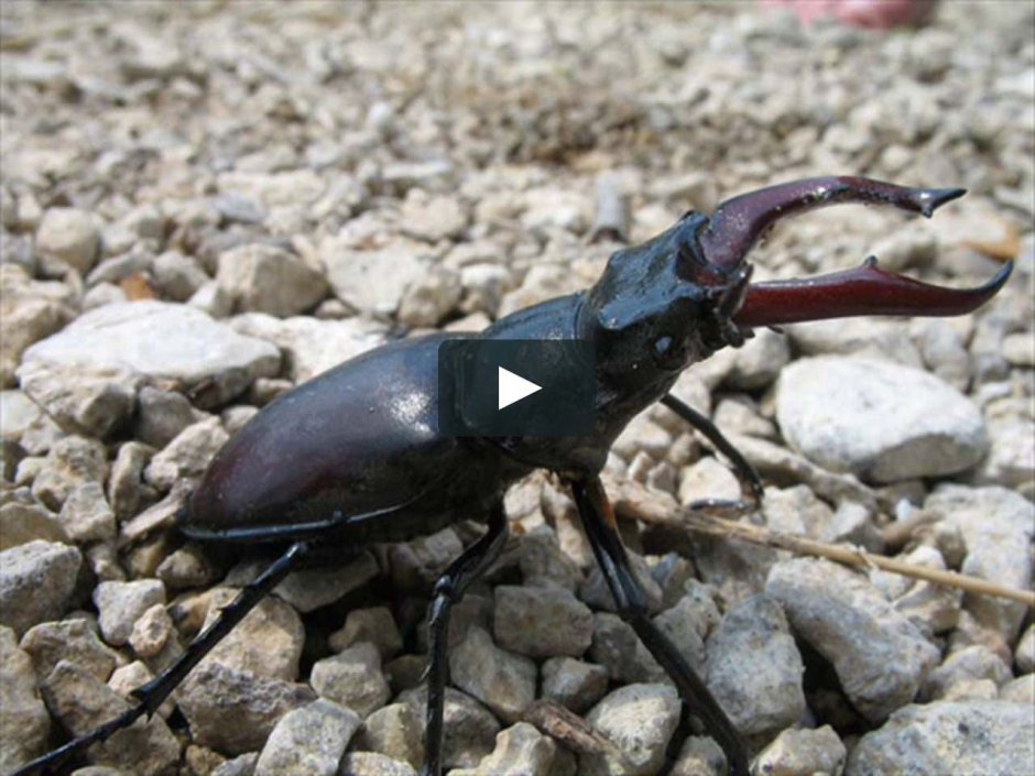 Жук Стригун Кравчик