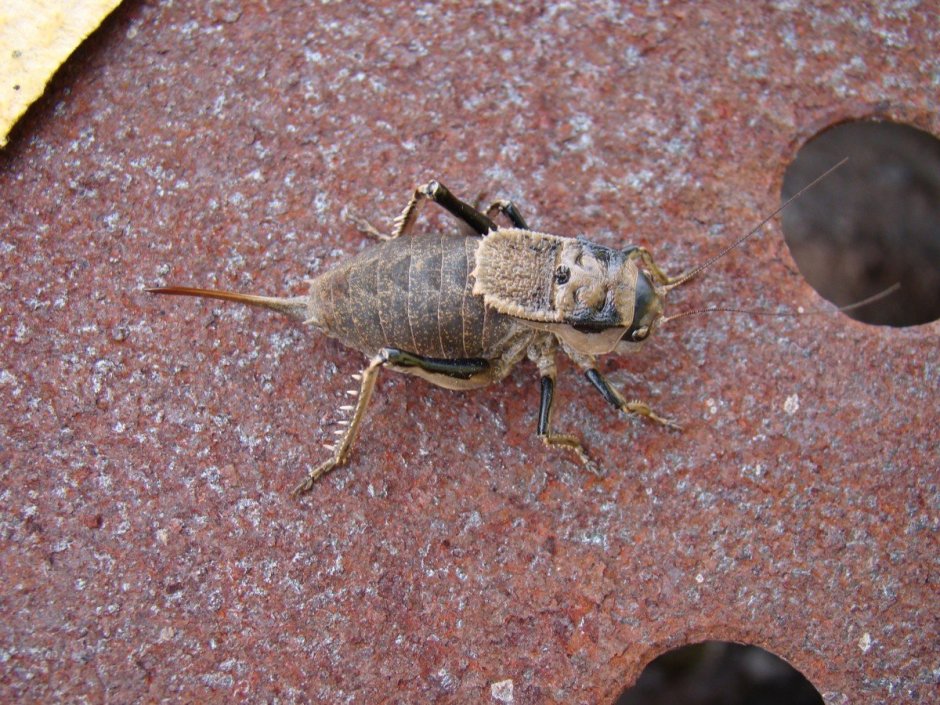 Жуки в Абхазии