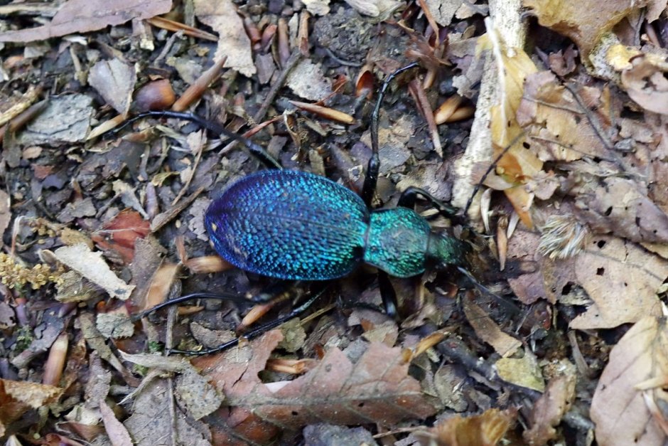 Жужелица Бессарабская