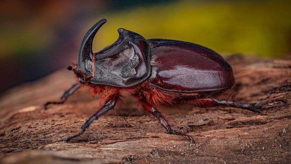 Обыкновенный Жук-носорог Oryctes nasicornis