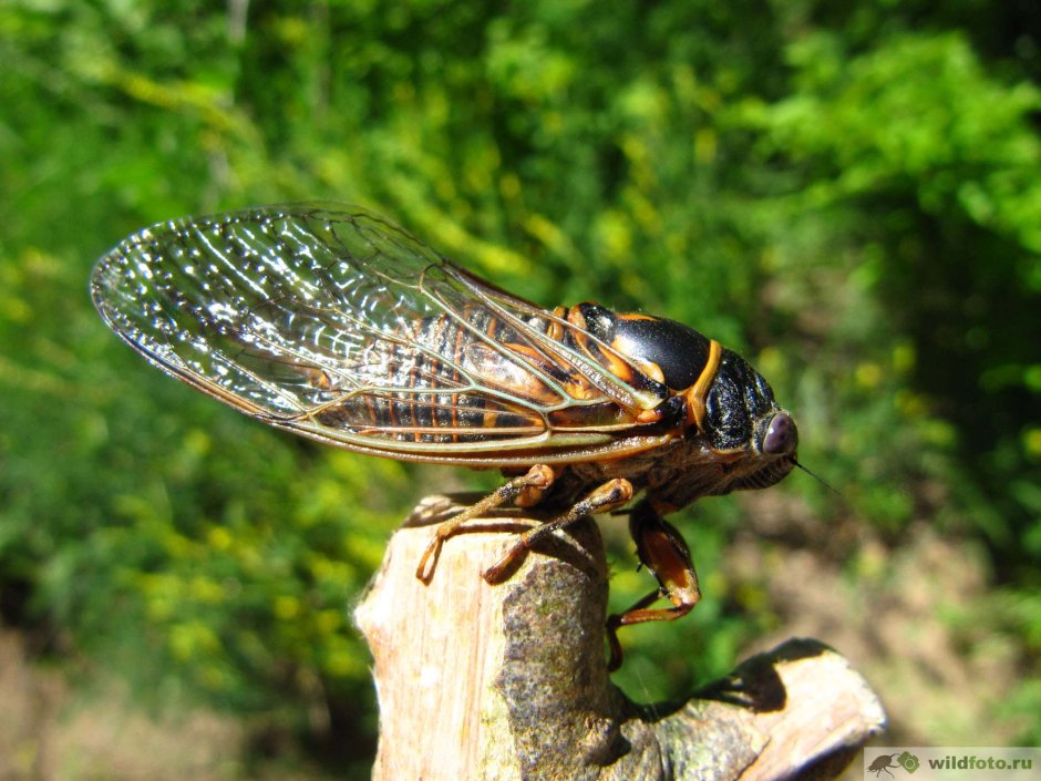 Цикада Черноморская