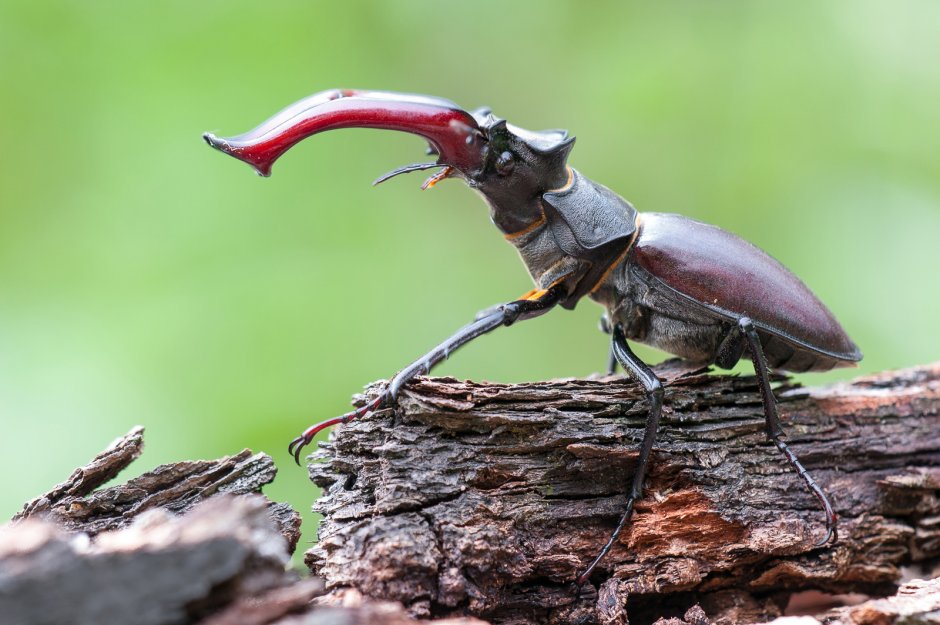 Рогач Гранта Жук