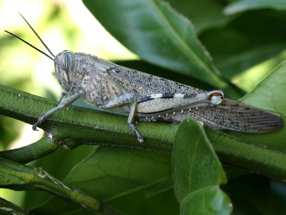 Жуки в Абхазии